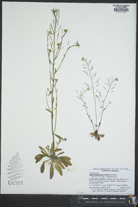 Draba brachycarpa image