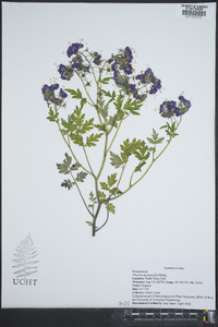 Phacelia bipinnatifida image