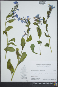 Mertensia virginica image