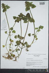 Lamium purpureum image