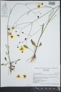 Coreopsis gladiata image