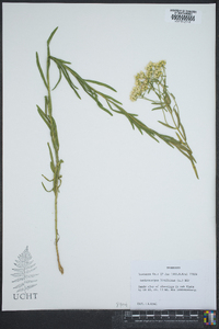 Sericocarpus linifolius image