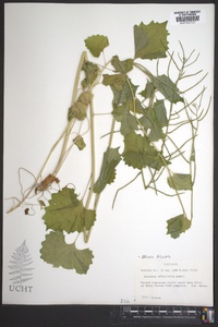 Alliaria petiolata image