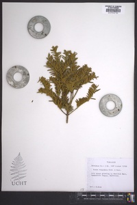 Taxus cuspidata image