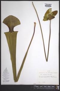 Sarracenia flava image