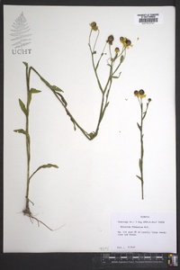 Helenium flexuosum image