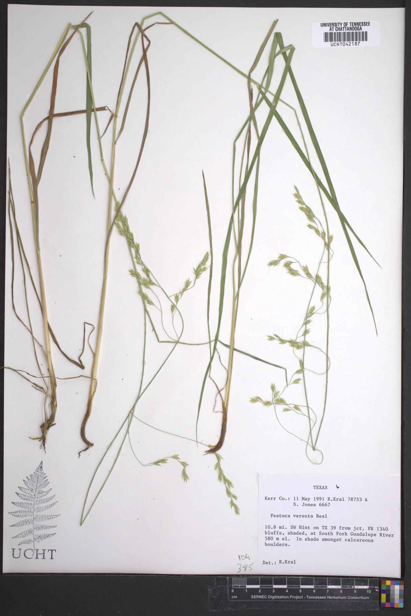 Festuca versuta image