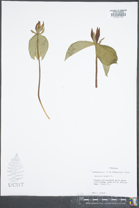 Trillium sessile image