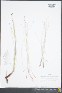 Eleocharis tenuis image