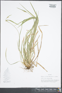 Carex jamesii image