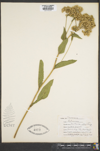 Parthenium integrifolium image