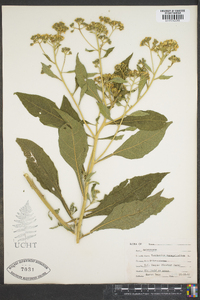 Parthenium integrifolium image