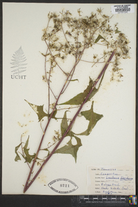 Lactuca floridana image