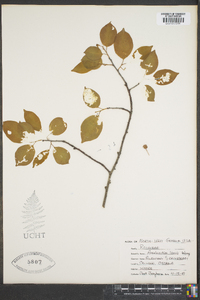 Amelanchier laevis image