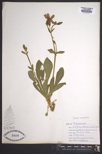 Silene coronaria image