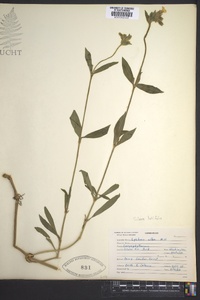 Silene latifolia image