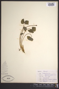 Jeffersonia diphylla image