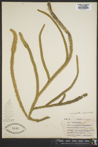 Lycopodiella alopecuroides image