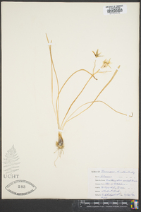 Ornithogalum umbellatum image