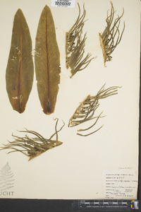 Lobelia telekii image