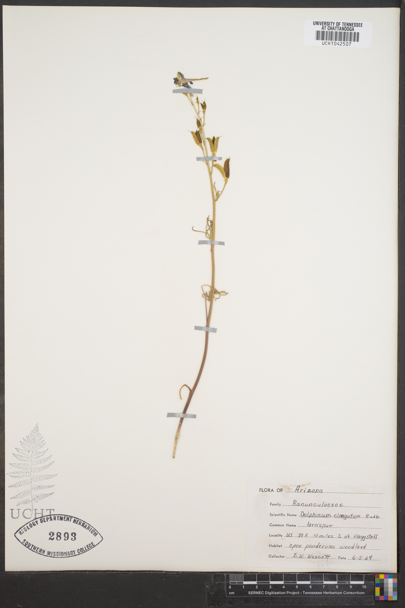 Delphinium elongatum image