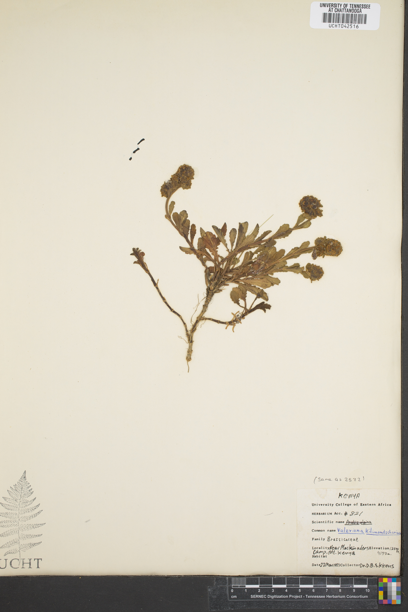 Valeriana kilimandscharica image