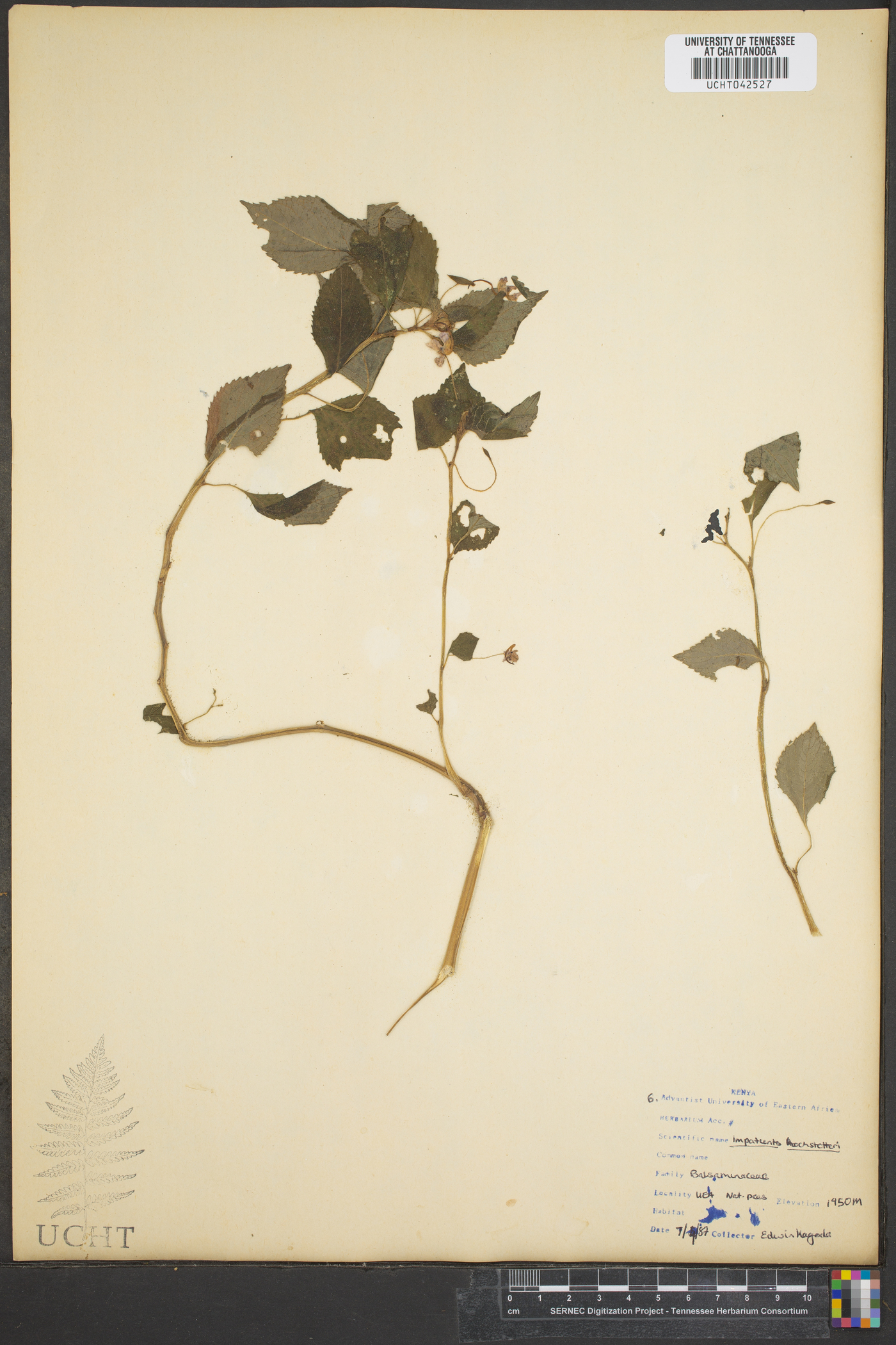 Impatiens hochstetteri image