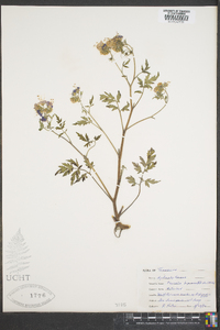 Phacelia bipinnatifida image