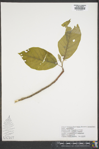 Magnolia acuminata image