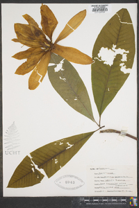 Magnolia tripetala image