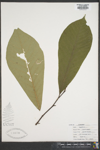 Magnolia tripetala image