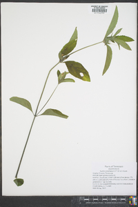 Ruellia caroliniensis image