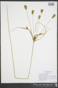 Cyperus retrofractus image