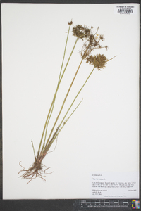 Cyperus haspan image