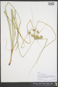 Cyperus entrerianus image