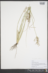 Fimbristylis miliacea image