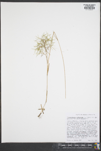 Dichanthelium dichotomum var. dichotomum image