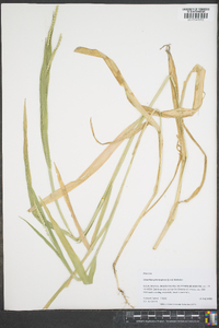 Urochloa plantaginea image