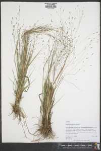 Eragrostis elliottii image