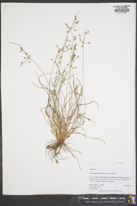 Fimbristylis dichotoma image