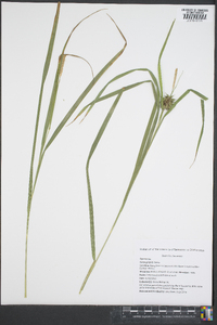 Carex grayi image