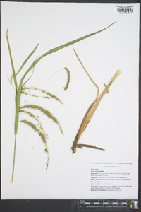 Carex comosa image