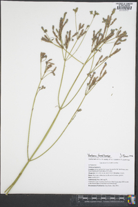 Verbena brasiliensis image