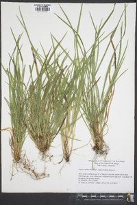 Carex cumberlandensis image