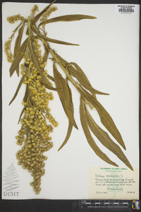 Solidago sempervirens image