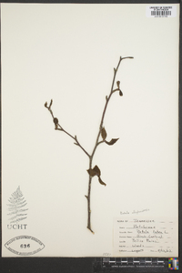 Betula alleghaniensis image