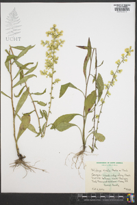 Solidago erecta image