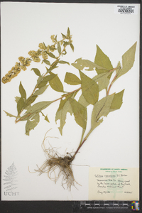 Solidago roanensis image