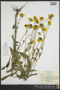 Rudbeckia fulgida image