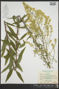 Solidago speciosa image